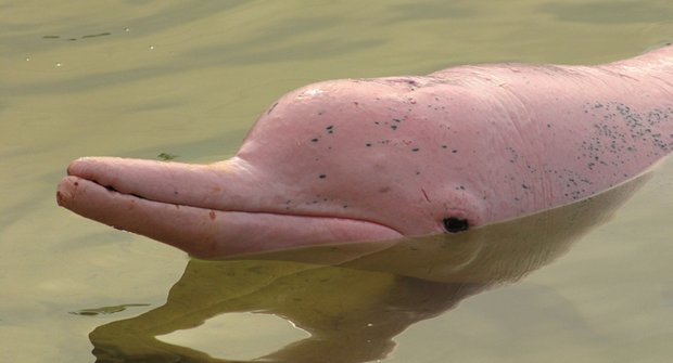 Růžoví delfíni: Kytovci, kteří se prohánějí v řekách