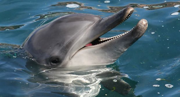 Delfíní esperanto