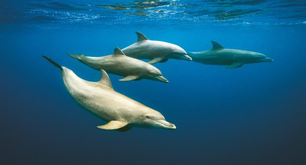 Delfíní lékárny: Když tě svědí, podrbej se o korál