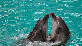 Charkovští delfíni našli azyl v Rumunsku.