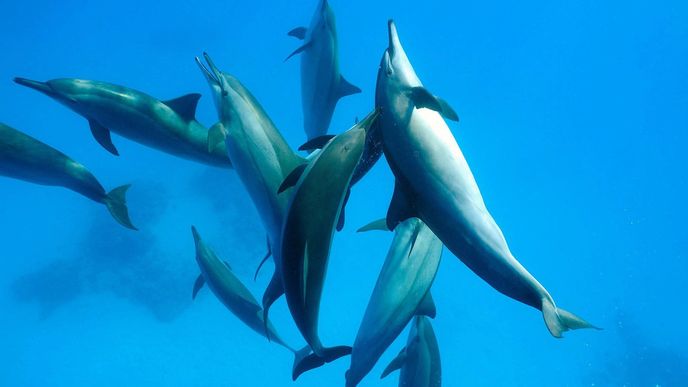 Delfíni v Egyptě