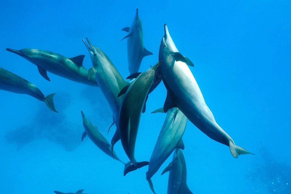 Delfíni v Egyptě