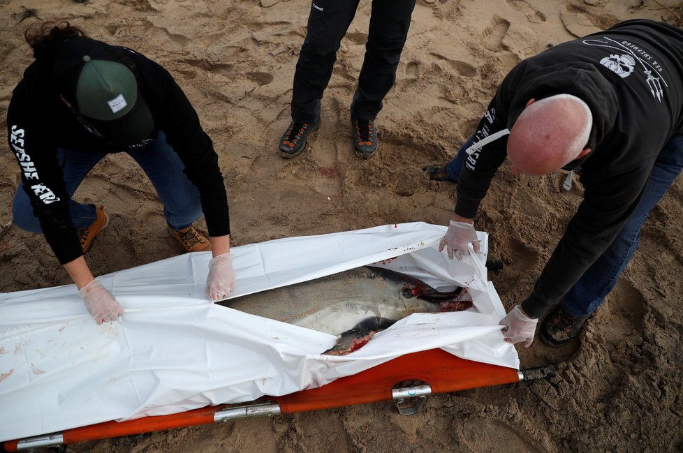 Delfíni kvůli intenzivnímu rybářství trpí. Na březích Francie se jich vyplavuje stále více.
