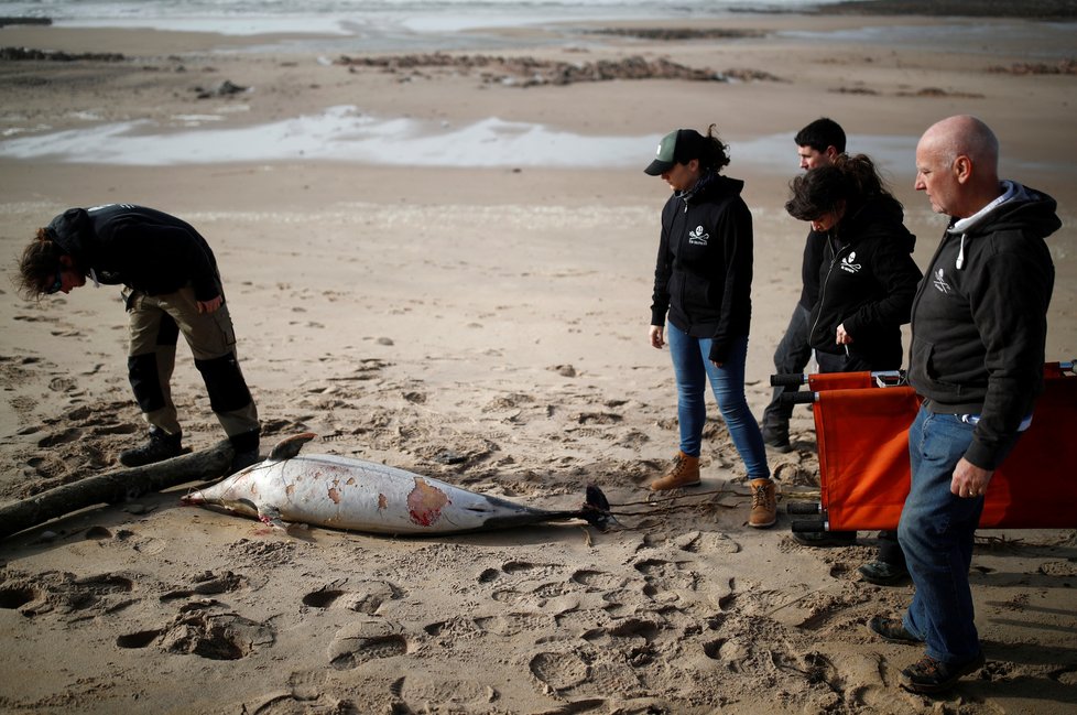 Delfíni kvůli intenzivnímu rybářství trpí. Na březích Francie se jich vyplavuje stále více.