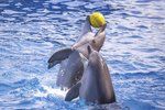 Novozélandská vláda nařídila zákaz koupání s delfíny. (Ilustrační foto)