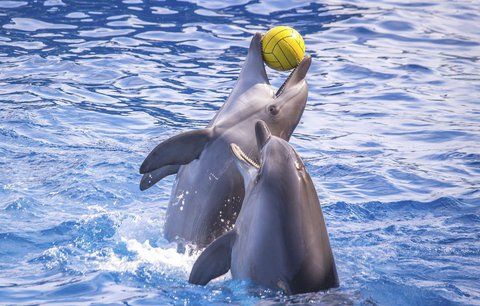 Veselí delfíni ve vodních parcích? Omyl, zvířata v nich trpí a truchlí, ukázala studie