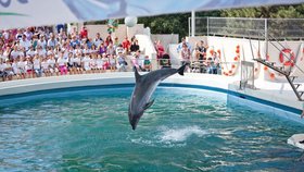 Delfíni drženi ve vodních parcích mají za sebou zlou psychickou újmu