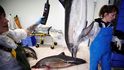 U francouzského pobřeží hyne v rybářských sítích nebývalé množství delfínů. 