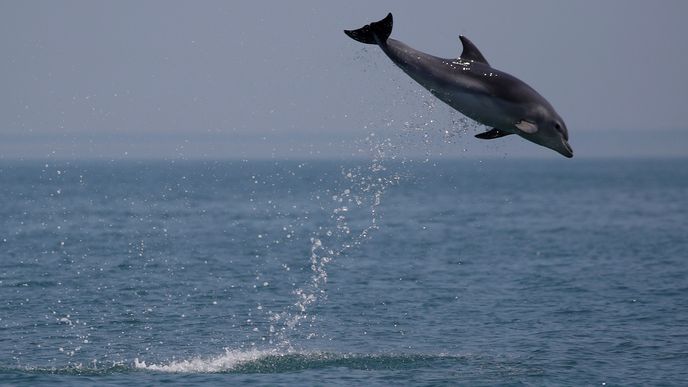 Delfín v Atlantiku u pobřeží Francie. 