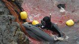 Masakr delfínů je zpět. Japonsko zahájilo brutální lov kytovců, kterého se odmítá vzdát