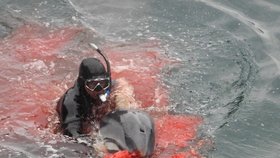 Lidská krutost. Vyděšení delfíni se snaží uniknout ze spárů jisté smrti, marně.
