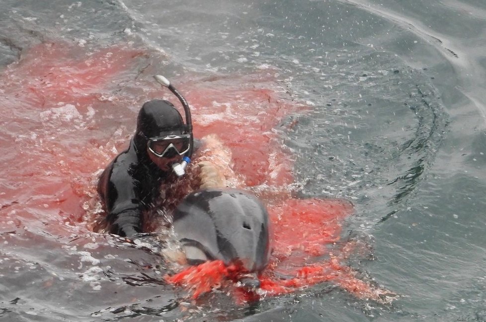 Delfíni kvůli intenzivnímu rybářství trpí.