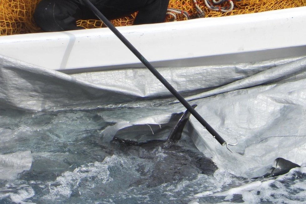 Delfíny nahánějí pomocí ocelových tyčí s háky, které kytovcům způsobují bolest.