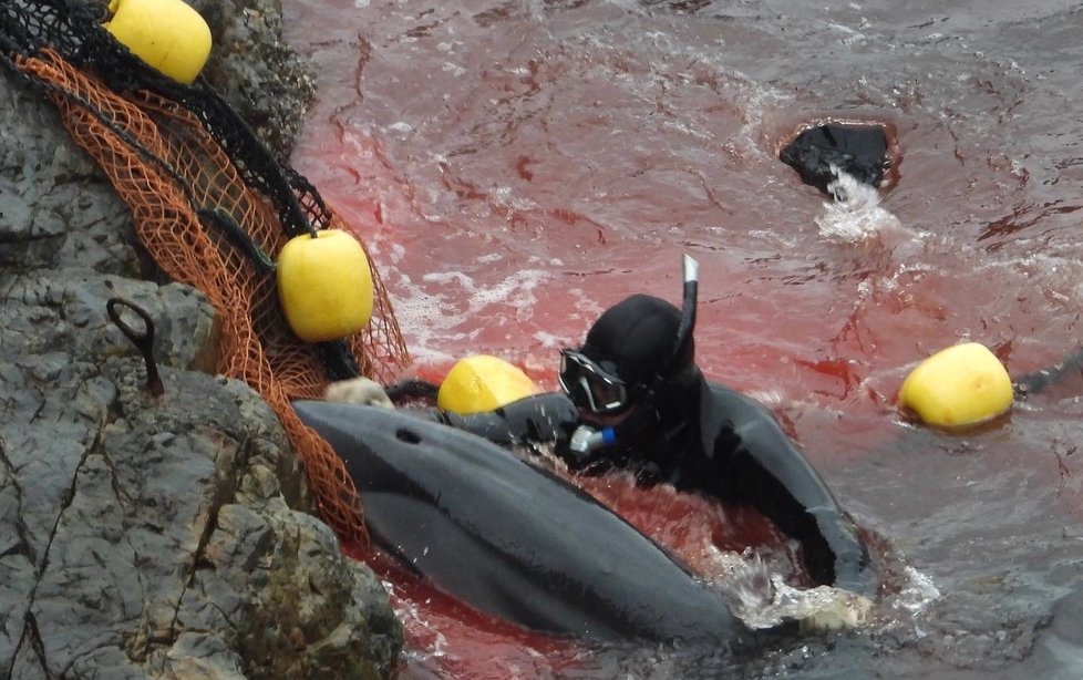 Lidská krutost. Vyděšení delfíni se snaží uniknout ze spárů jisté smrti, marně.