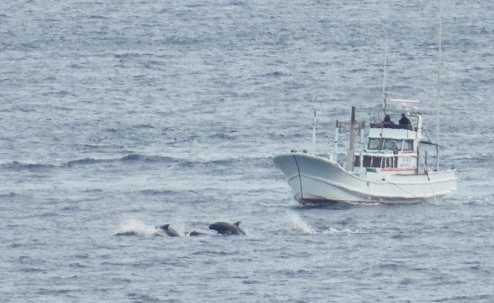 Rybáři si vyhlídnou hejno delfínů, které pak motorovými čluny naženou do zátoky.