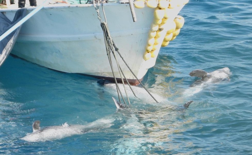 Rybáři si vyhlídnou hejno delfínů, které pak motorovými čluny naženou do zátoky.