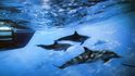 Delfíni doprovázejí loď u kalifornského pobřeží. Americké námořnictvo se zavázalo omezit použití sonarů, které ruší mořské savce.