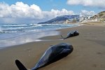 Uhynulí delfíni na tureckých plážích.