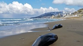 Uhynulí delfíni na tureckých plážích.
