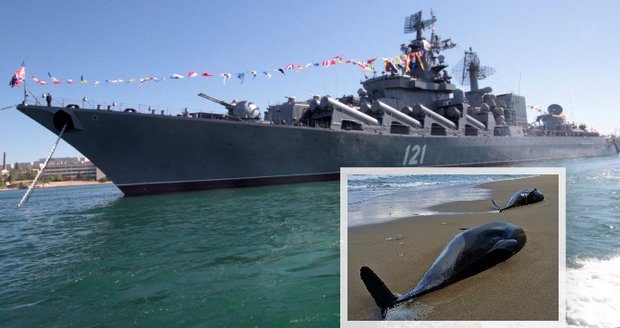 Válka zabíjí delfíny v Černém moři. Hluk sonarů je žene do rizika