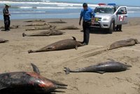 Masakr v Tichomoří: Domorodci pobili na 900 delfínů kvůli penězům!