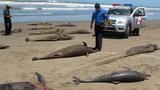 Záhadná úmrtí inteligentních delfínů: Hromadné sebevraždy v Peru?