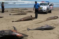 Záhadná úmrtí inteligentních delfínů: Hromadné sebevraždy v Peru?