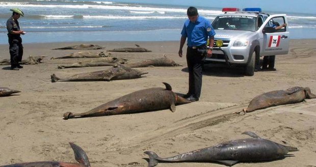 Na peruánských plážích našli v poslední době tisícovky mrtvých delfínů. Co je zabilo?