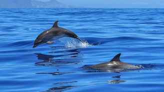 Hluk produkovaný lidmi donutil delfíny zjednodušit svou komunikaci