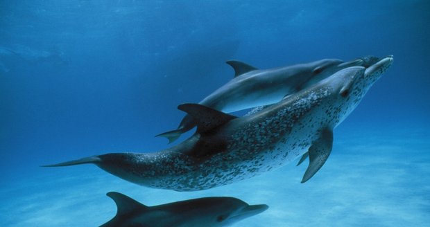 Tušili jste, že samec delfína může svůj penis kontrolovat vůlí, erekce nastává ve velmi krátkém časovém úseku. Navíc jsou delfíni velmi náruživí a extrémně sexuálně agresivní. Klidně ve skupině obklopí samici, aby si na nich vynutili pohlavní styk.