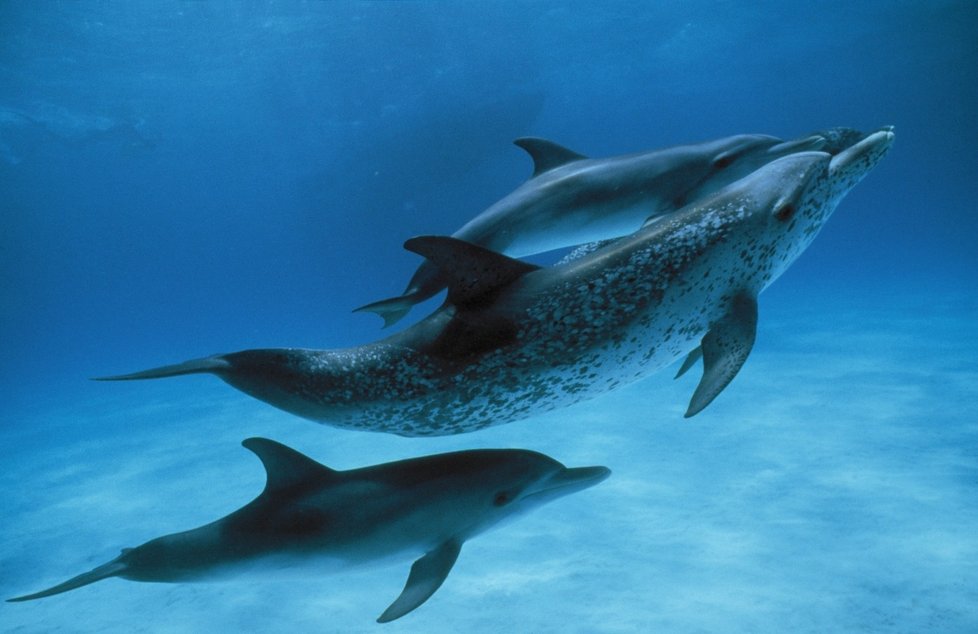 Italští rybáři střílejí delfíny, kteří jim kradou úlovky.
