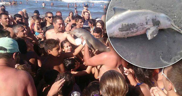 Mládě vzácného delfínovce zemřelo v mukách. Kvůli selfie nenechavých turistů