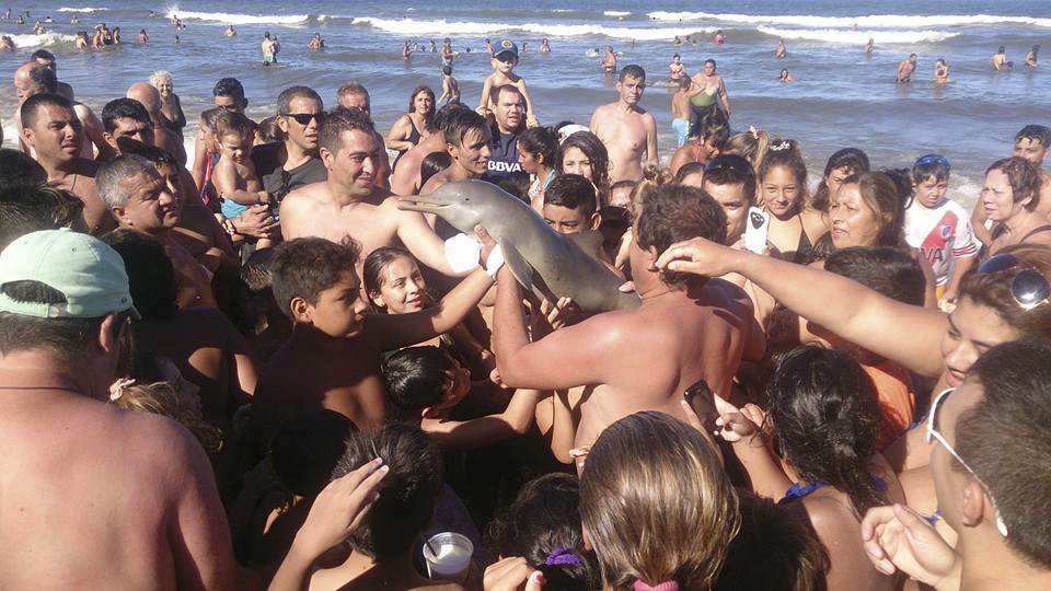 Zabíjeli s úsměvem: Kvůli selfie turistů zemřel delfínovec.