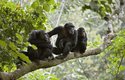 Někteří šimpanzí vůdci vládnou železnou pěstí, jiní vyznávají politické způsoby získávání moci