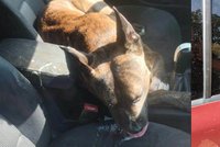 Promluvil majitel psa, který trpěl hodinu v autě na rozpáleném slunci a zemřel: Cítil jsem se jako vrah!