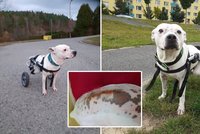 Pitbull Démon skončil po dvou operacích na vozíčku: Rodina prosí o pomoc s veterinární péčí!