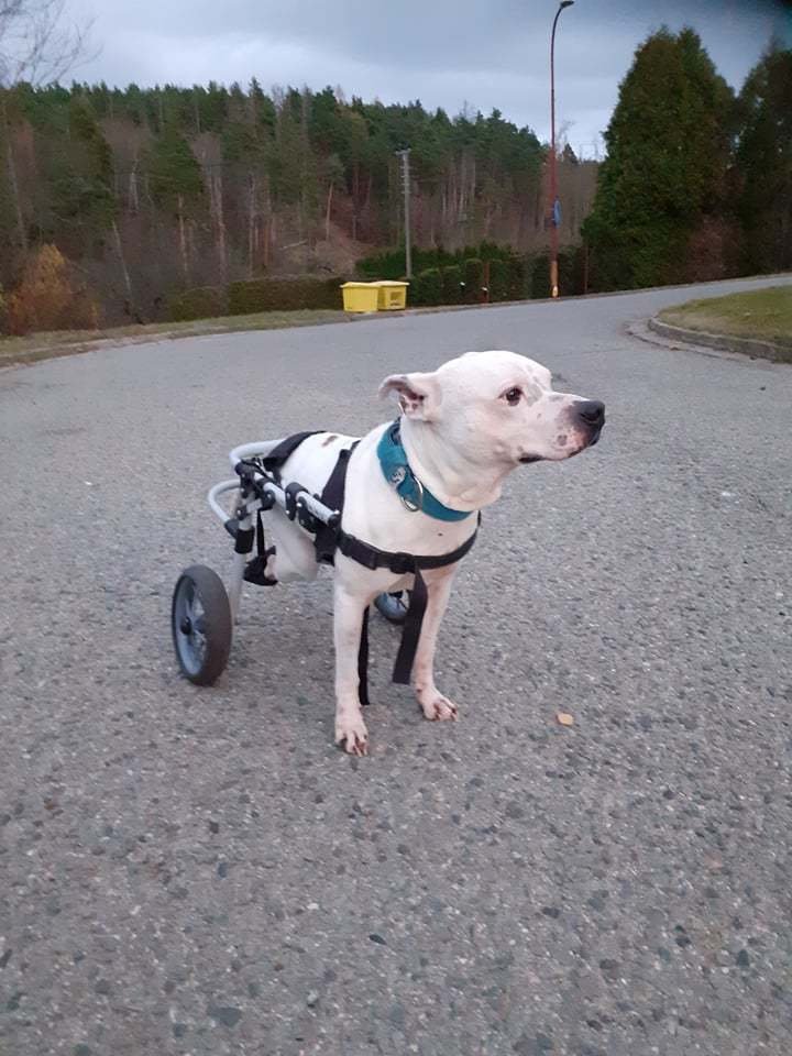 Pitbull Démon si zničehonic nemohl stoupnout na zadní nožičky. Po náročných operacích zůstal na vozíčku a majitelé s ním musí docházet na finančně náročné rehabilitace.