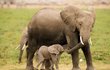 Den matek u slonů. 