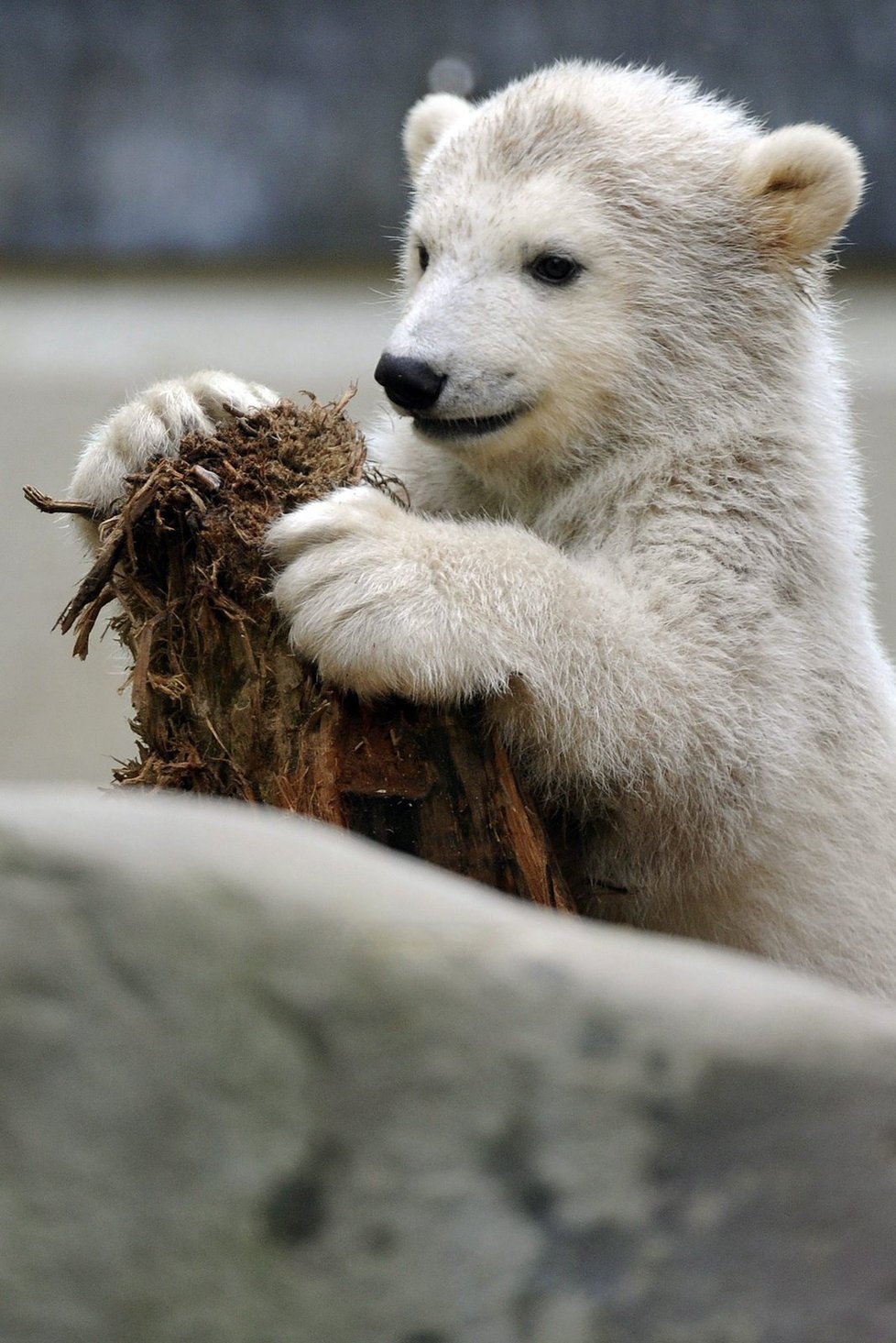 Lední medvídek Anori se předvádí pře návštěvníky zoo ve Wuppertalu v Německu