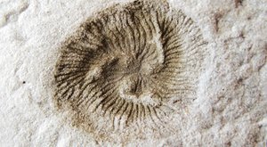 Starší než trilobiti: Záhada v podobě houby