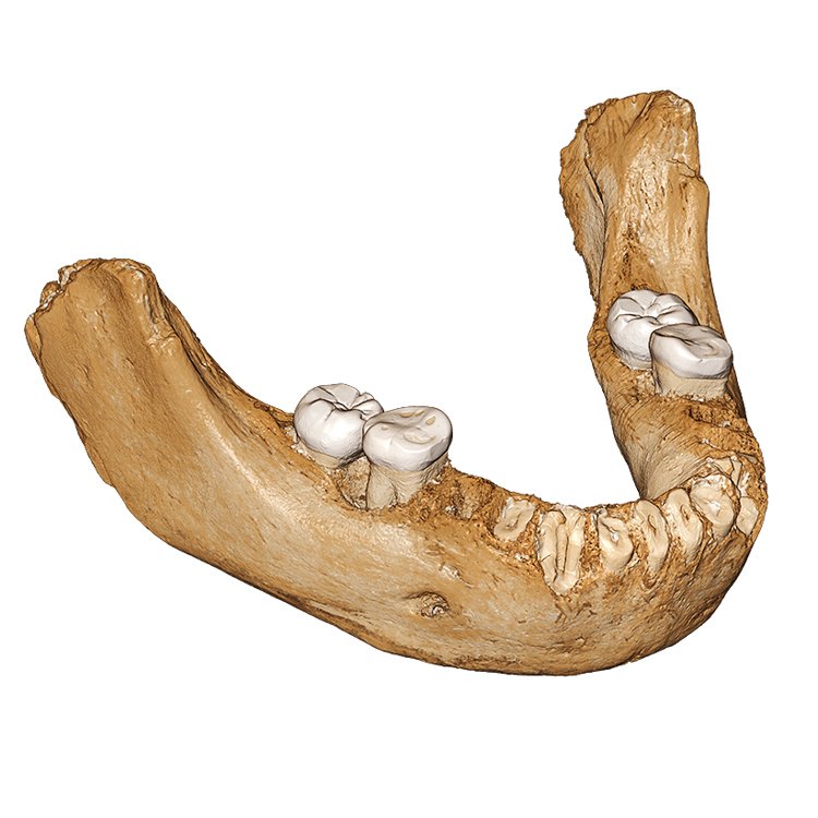 160 tisíc let stará čelist naznačuje, že denisované byli prvními lidmi, kteří žili na Tibetské plošině