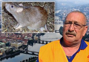 Zbyněk Kohoutek se věnuje hubení potkanů a jiné havěti v pražské kanalizaci už přes 22 let.