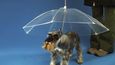 Deštník pro psa
