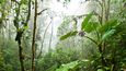 Mlžný prales, Ekvádor
