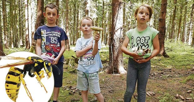 Nalezení hub bylo vykoupeno bolestí: Děti pobodaly vosy!