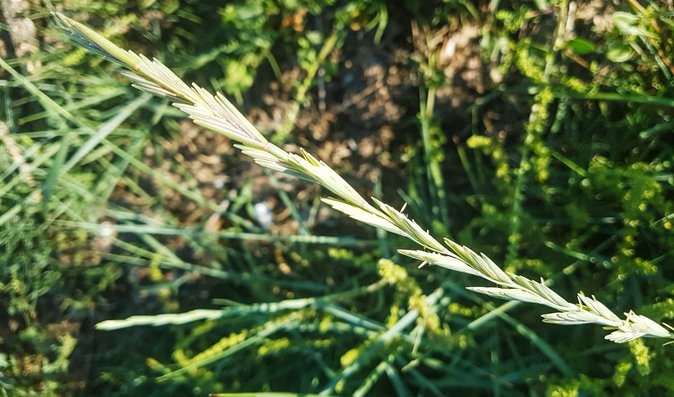 Pýr zná každý, ale spíš jako trávu, na kterou se dá pískat. Přitom je to zázračná léčivka