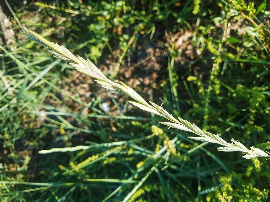 Pýr zná každý, ale spíš jako trávu, na kterou se dá pískat. Přitom je to zázračná léčivka