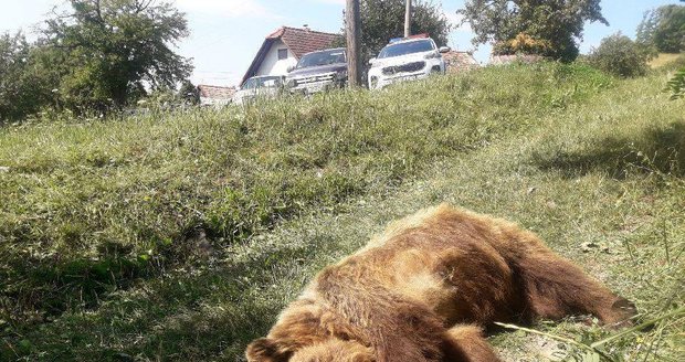 Osmdesátikilovou medvědici ve Vysokých Tatrách srazila tramvaj: Mrtvé zvíře pak táhla po kolejích