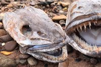 Dan s manželkou našli u vody podivné zvíře: Hlava s velkým jazykem a ostrými zuby je vyděsila