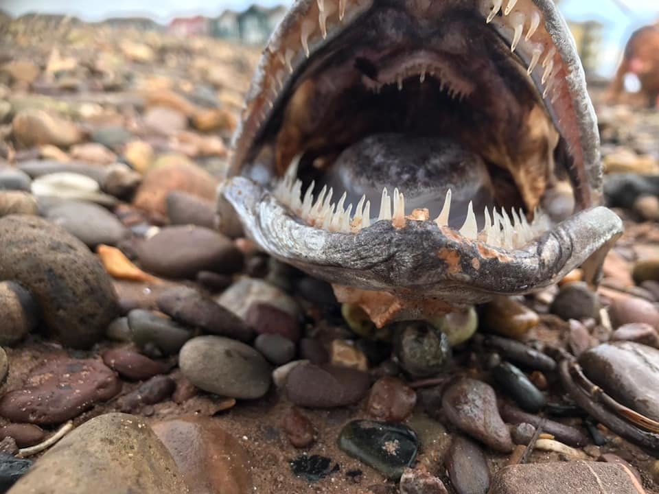 Strašidelná lebka záhadné ryby, kterou našel manželský pár na pláži v hrabství Devon.